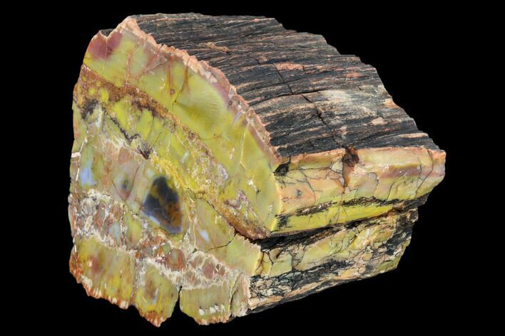 Vibrantly Colored, Polished Petrified Wood Section - Arizona #113377